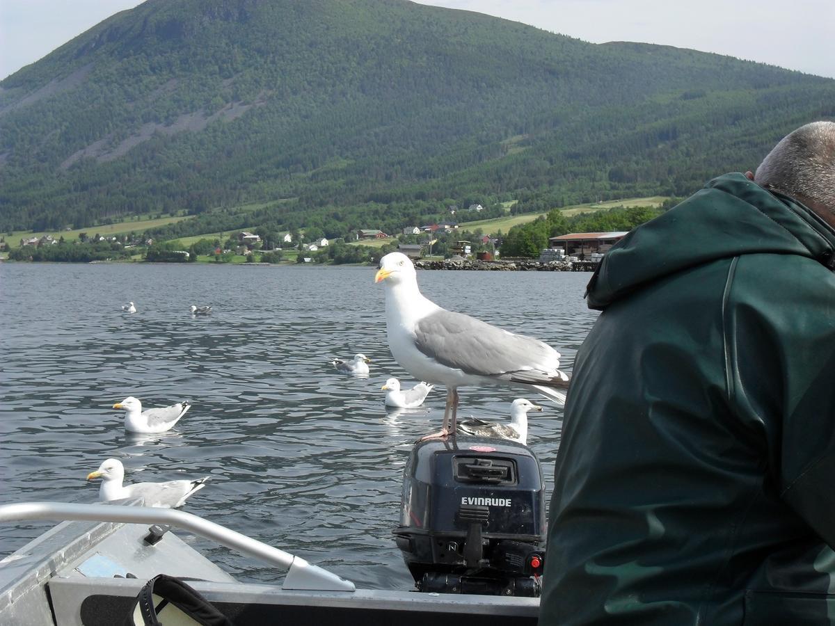 Fagervik Camping Tresfjord エクステリア 写真